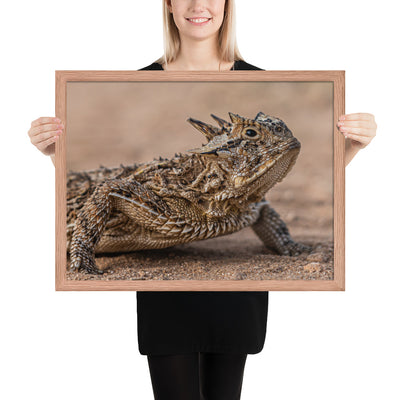 Texas Horned Lizard Framed Matte