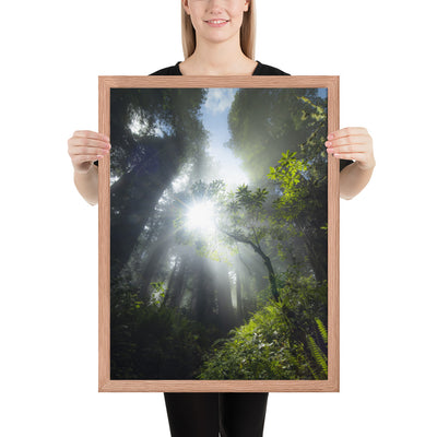 Redwoods Halo Framed Matte