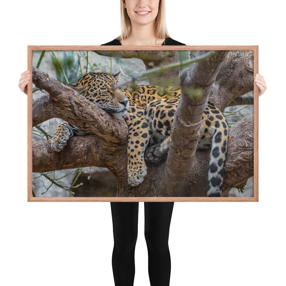 Sleepy Jaguar Framed Matte