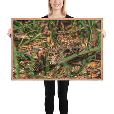 Caprock Canyons Rattlesnake Framed Matte