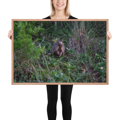 Hill Country Armadillo Framed Matte