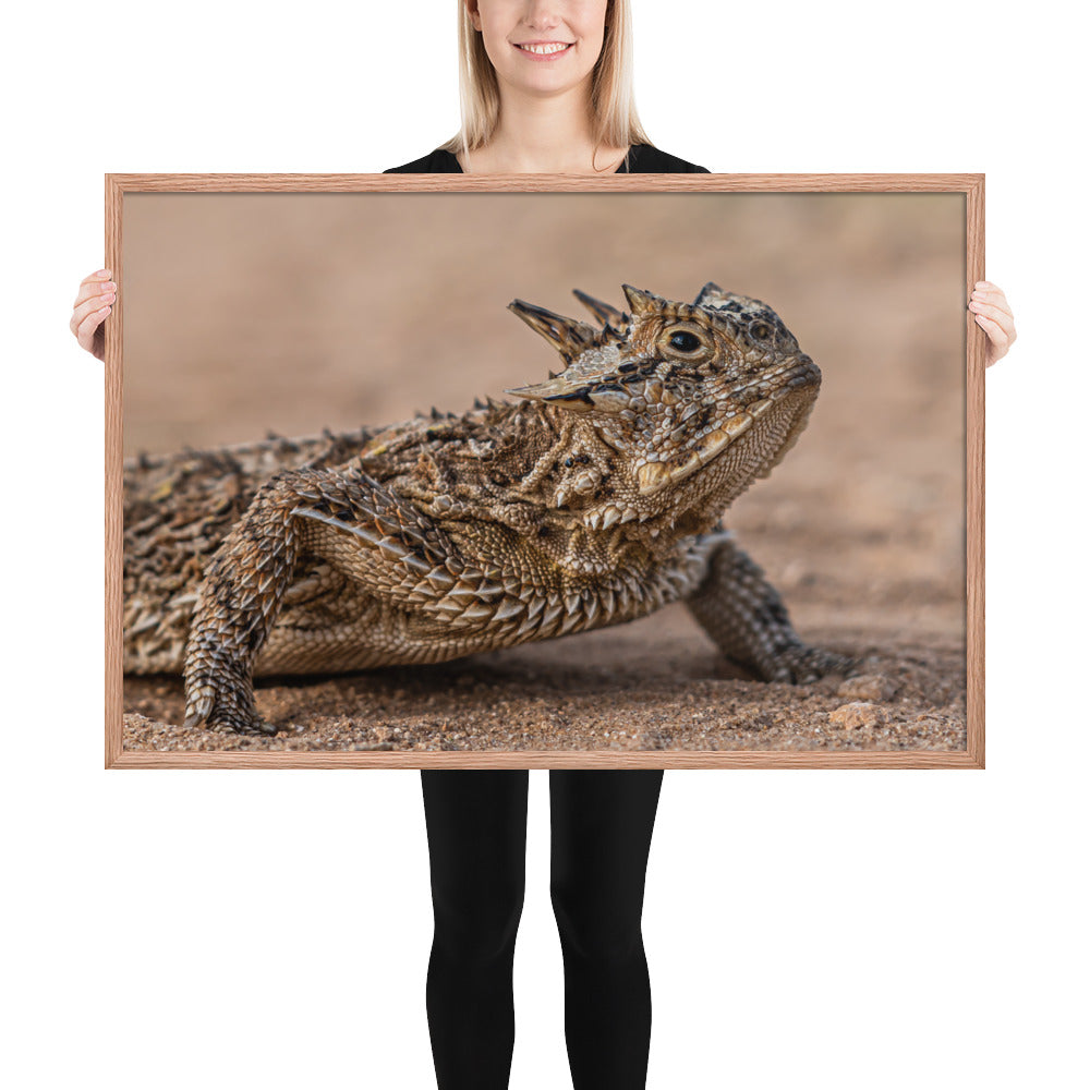 Texas Horned Lizard Framed Matte
