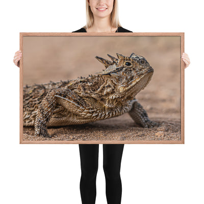 Texas Horned Lizard Framed Matte