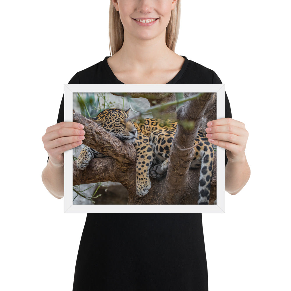 Sleepy Jaguar Framed Matte
