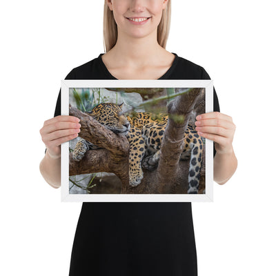 Sleepy Jaguar Framed Matte