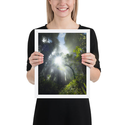 Redwoods Halo Framed Matte