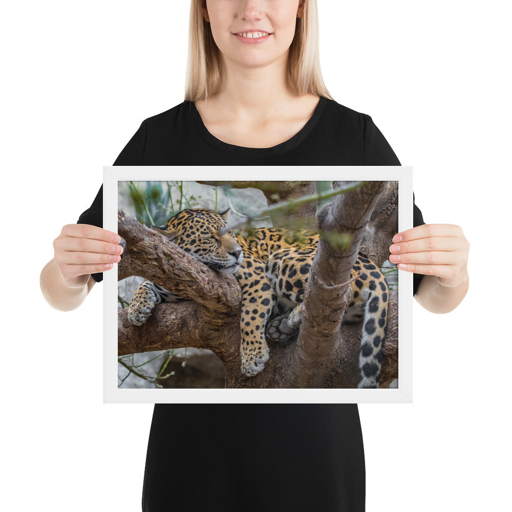 Sleepy Jaguar Framed Matte