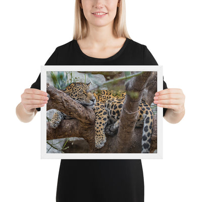 Sleepy Jaguar Framed Matte