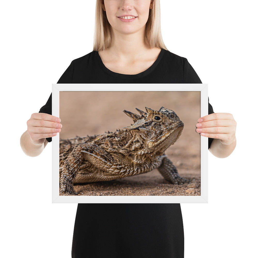 Texas Horned Lizard Framed Matte