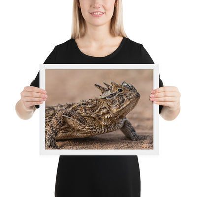 Texas Horned Lizard Framed Matte