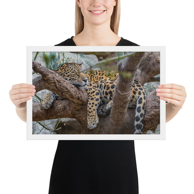 Sleepy Jaguar Framed Matte