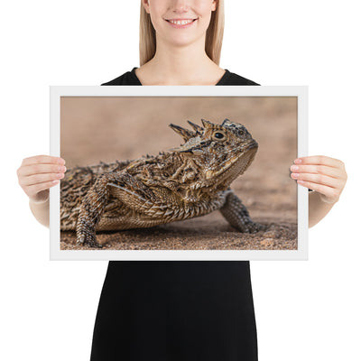 Texas Horned Lizard Framed Matte