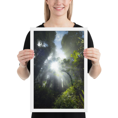 Redwoods Halo Framed Matte