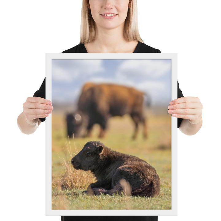 Caprock Canyons Bison Calf Framed Matte