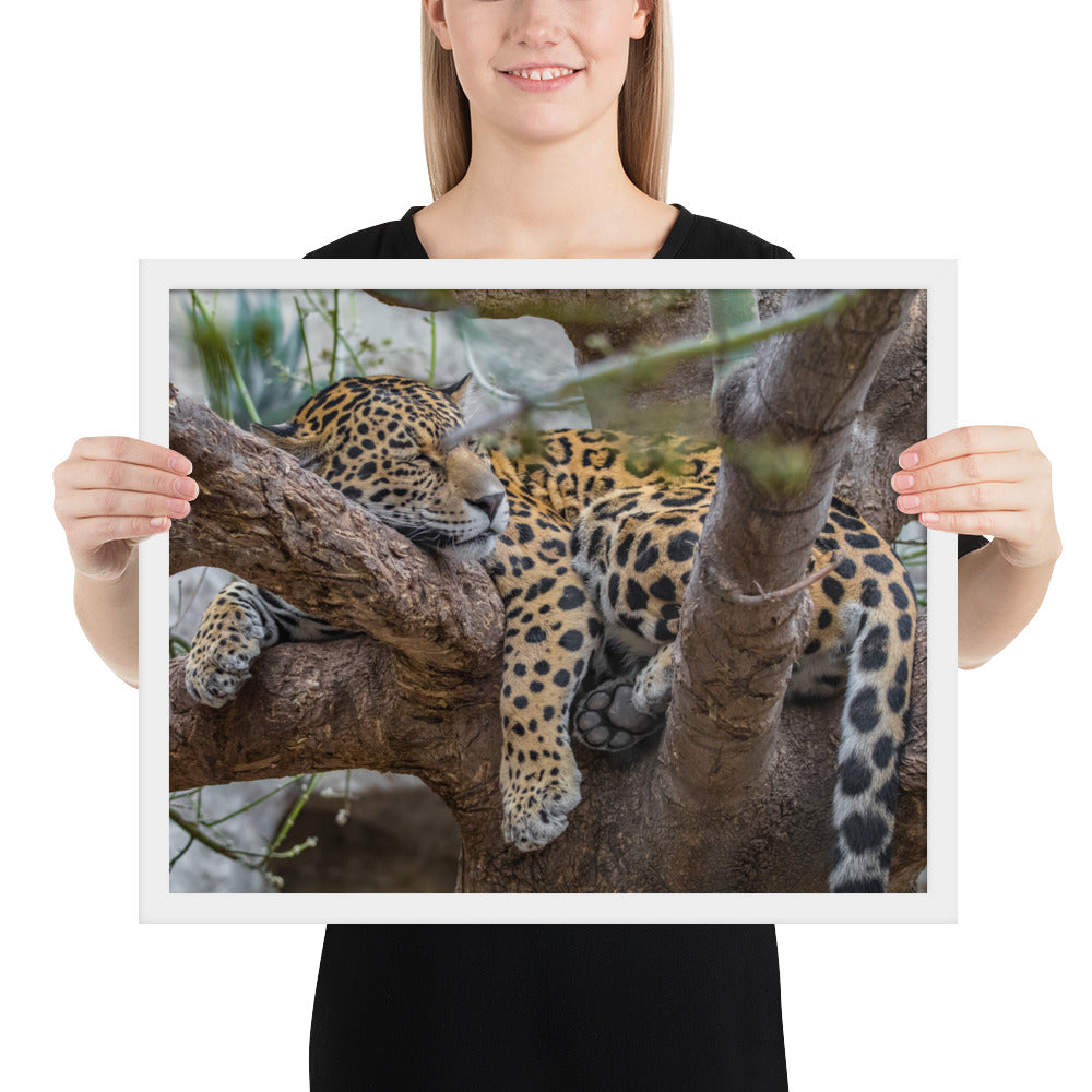 Sleepy Jaguar Framed Matte