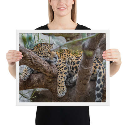Sleepy Jaguar Framed Matte