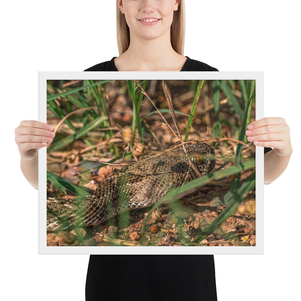 Caprock Canyons Rattlesnake Framed Matte