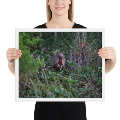 Hill Country Armadillo Framed Matte