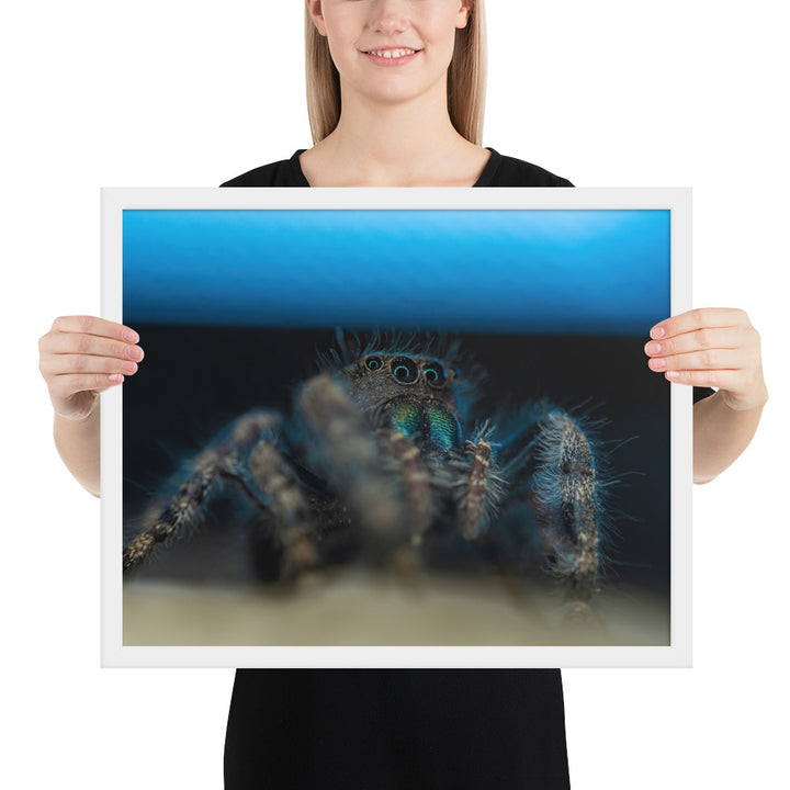 Jumping Spider Framed Matte