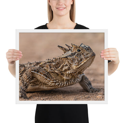 Texas Horned Lizard Framed Matte