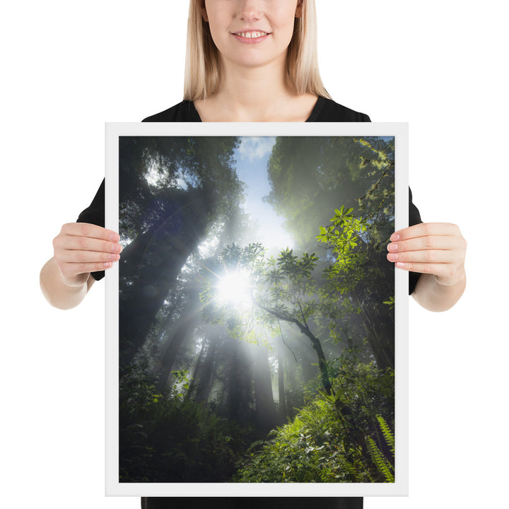 Redwoods Halo Framed Matte
