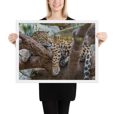 Sleepy Jaguar Framed Matte