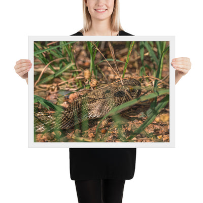 Caprock Canyons Rattlesnake Framed Matte