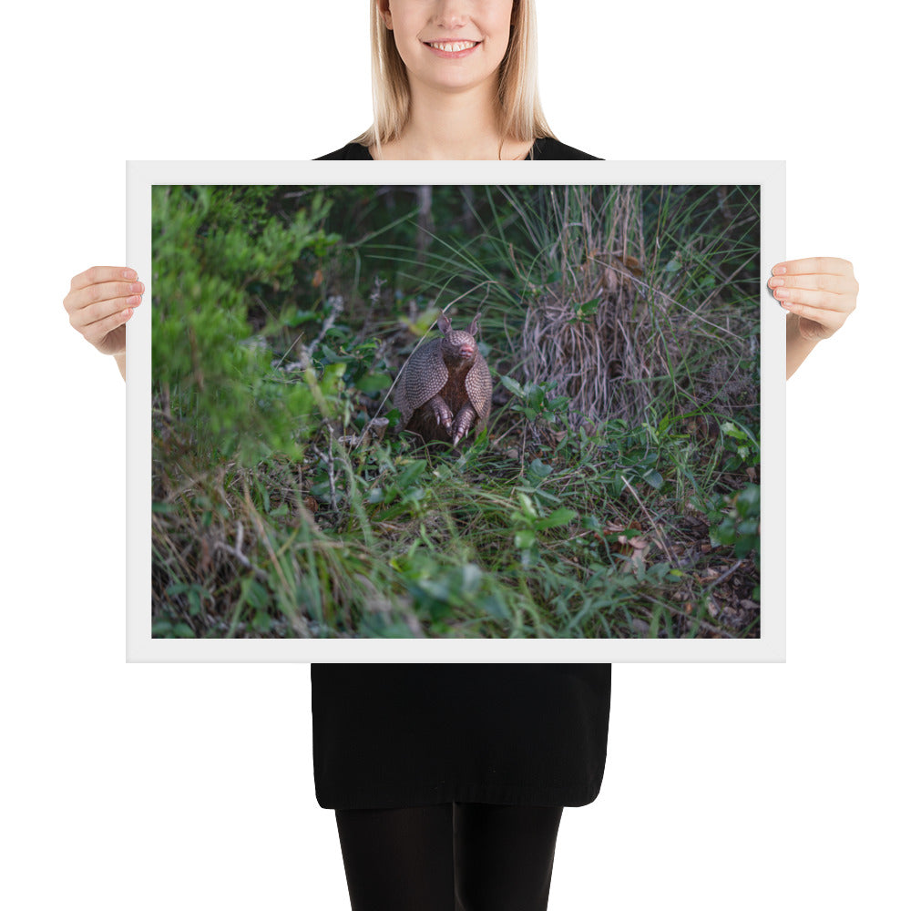 Hill Country Armadillo Framed Matte