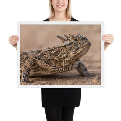 Texas Horned Lizard Framed Matte