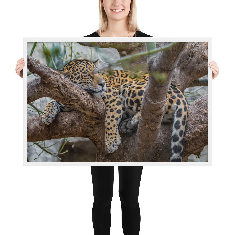 Sleepy Jaguar Framed Matte