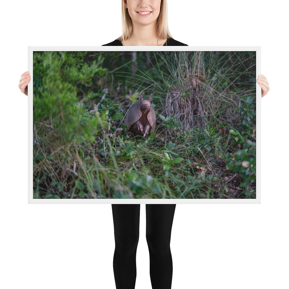 Hill Country Armadillo Framed Matte