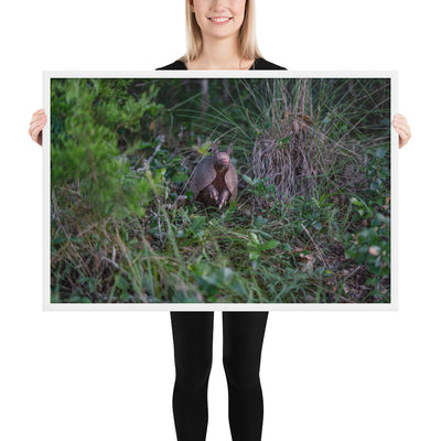 Hill Country Armadillo Framed Matte