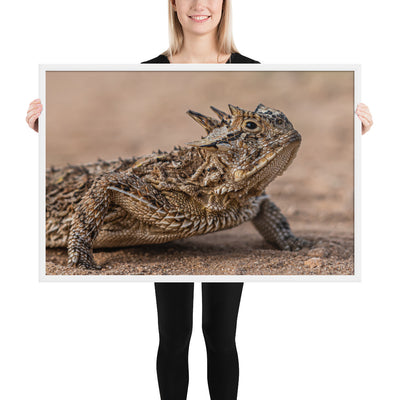 Texas Horned Lizard Framed Matte
