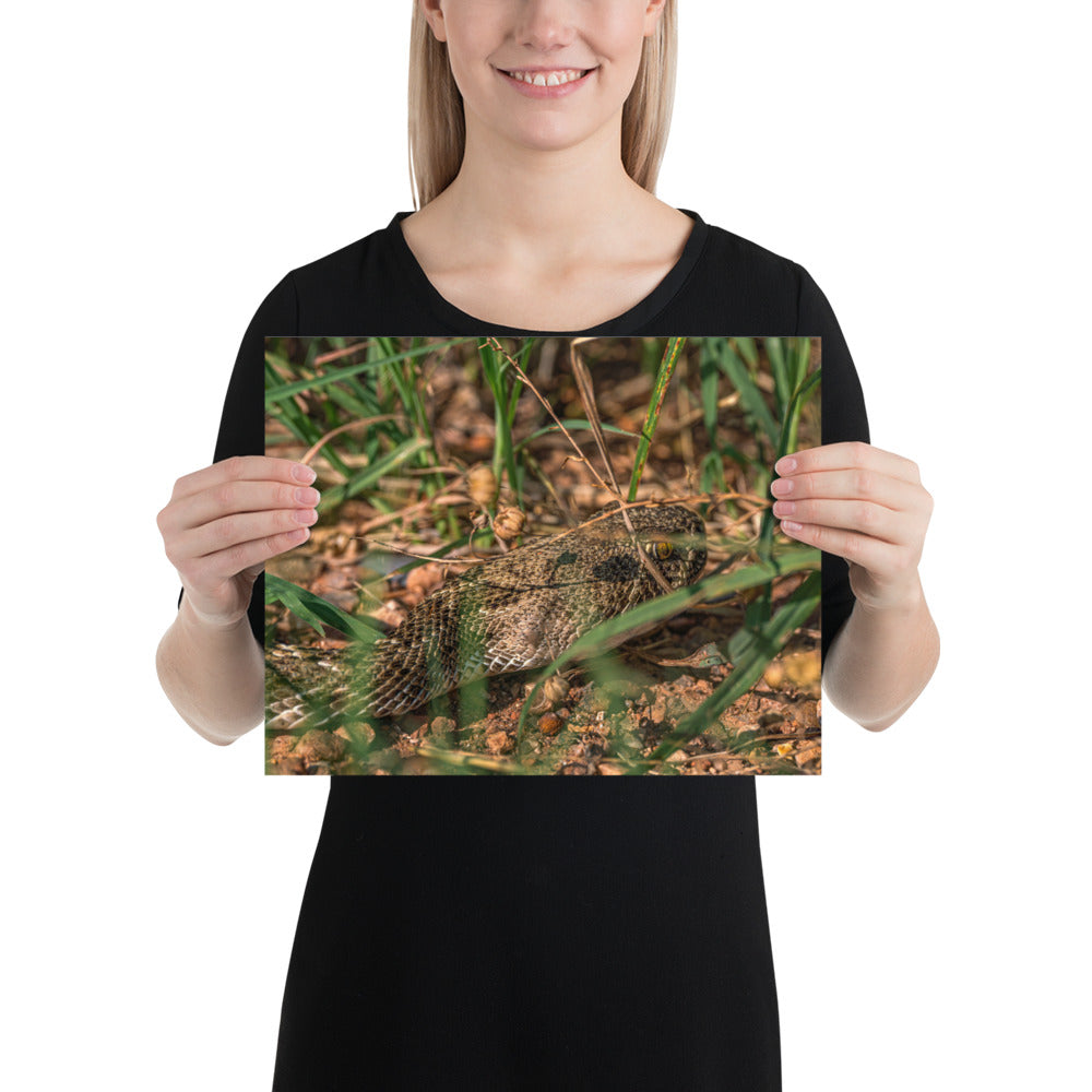 Caprock Canyons Rattlesnake Matte