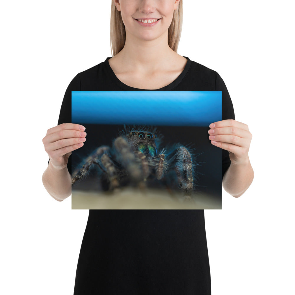 Jumping Spider Matte