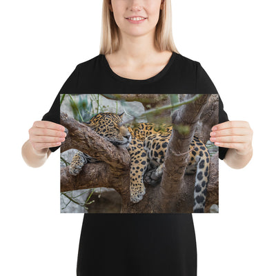 Sleepy Jaguar Matte