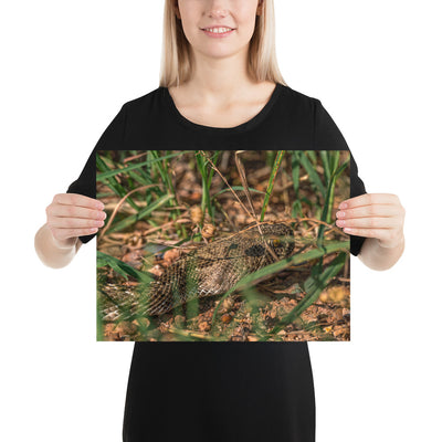 Caprock Canyons Rattlesnake Matte