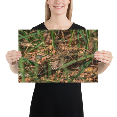 Caprock Canyons Rattlesnake Matte