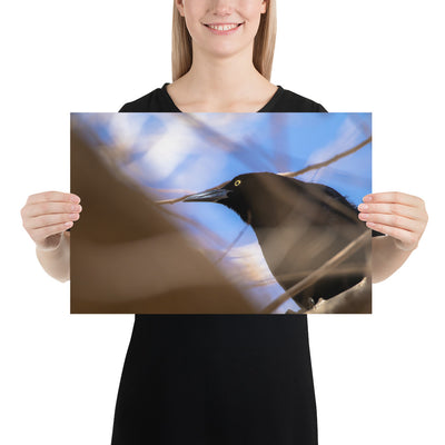 Perched Grackle Matte