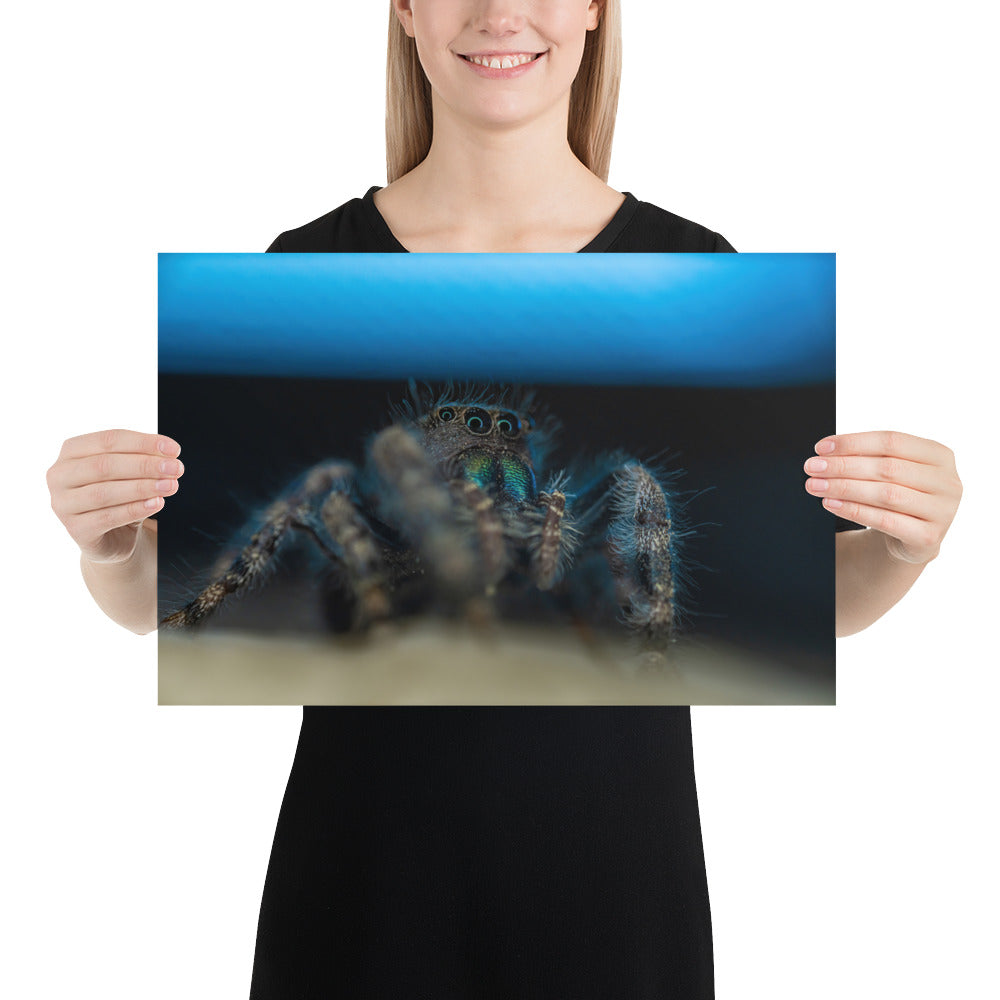 Jumping Spider Matte