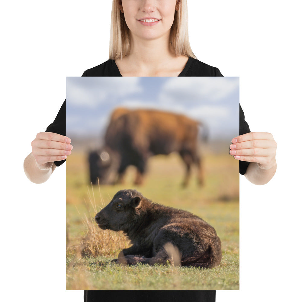Caprock Canyons Bison Calf Matte