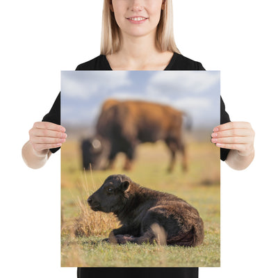 Caprock Canyons Bison Calf Matte