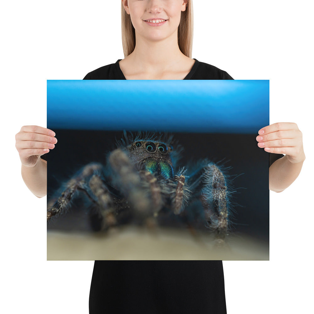 Jumping Spider Matte