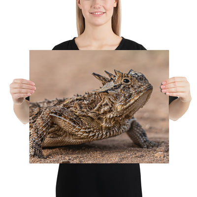 Texas Horned Lizard Matte