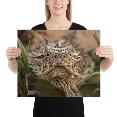 Texas Horned Lizard Stare Matte