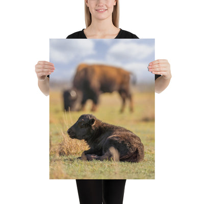 Caprock Canyons Bison Calf Matte