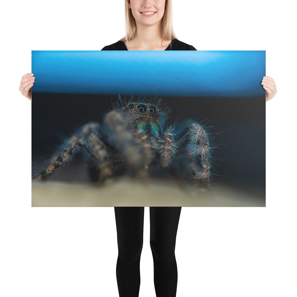 Jumping Spider Matte