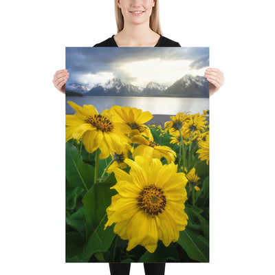 Grand Teton Wildflowers Matte