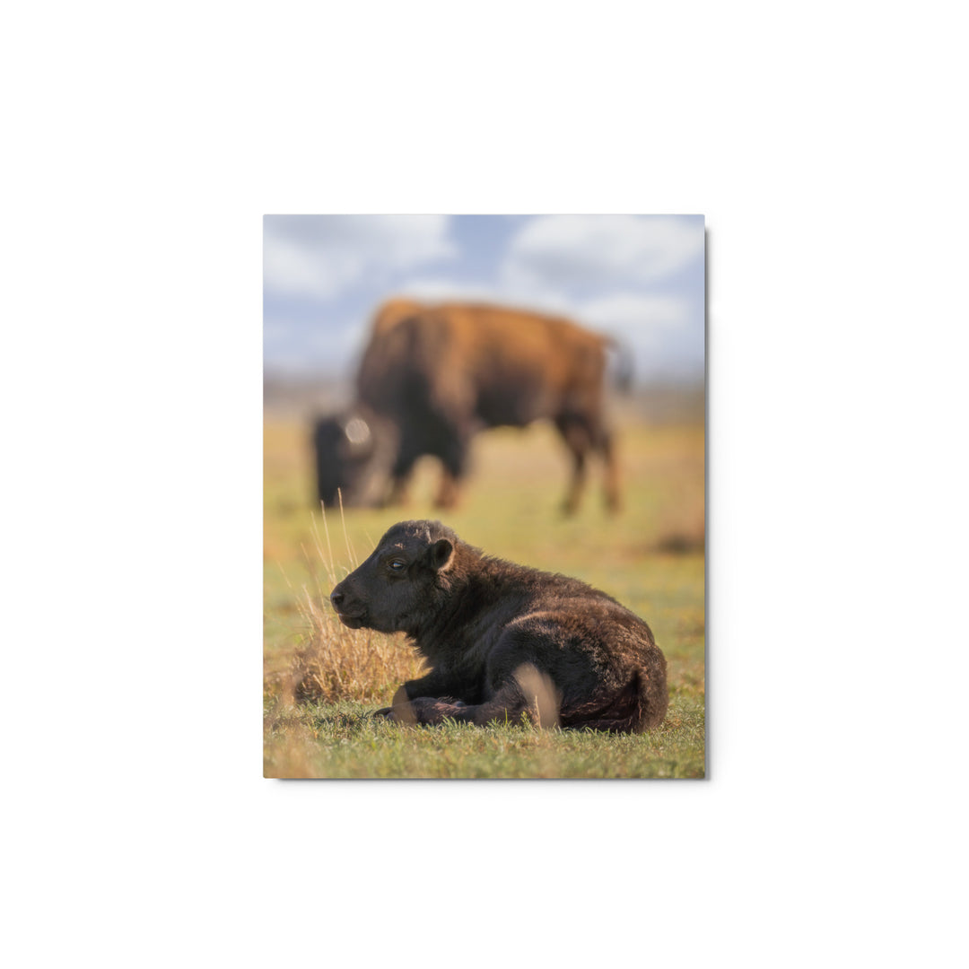 Caprock Canyons Bison Calf Metal