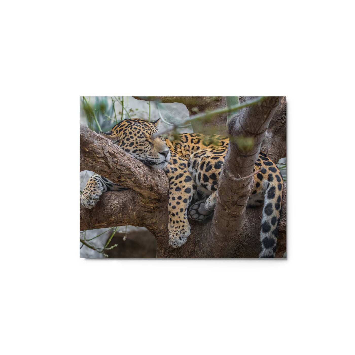 Sleepy Jaguar Metal